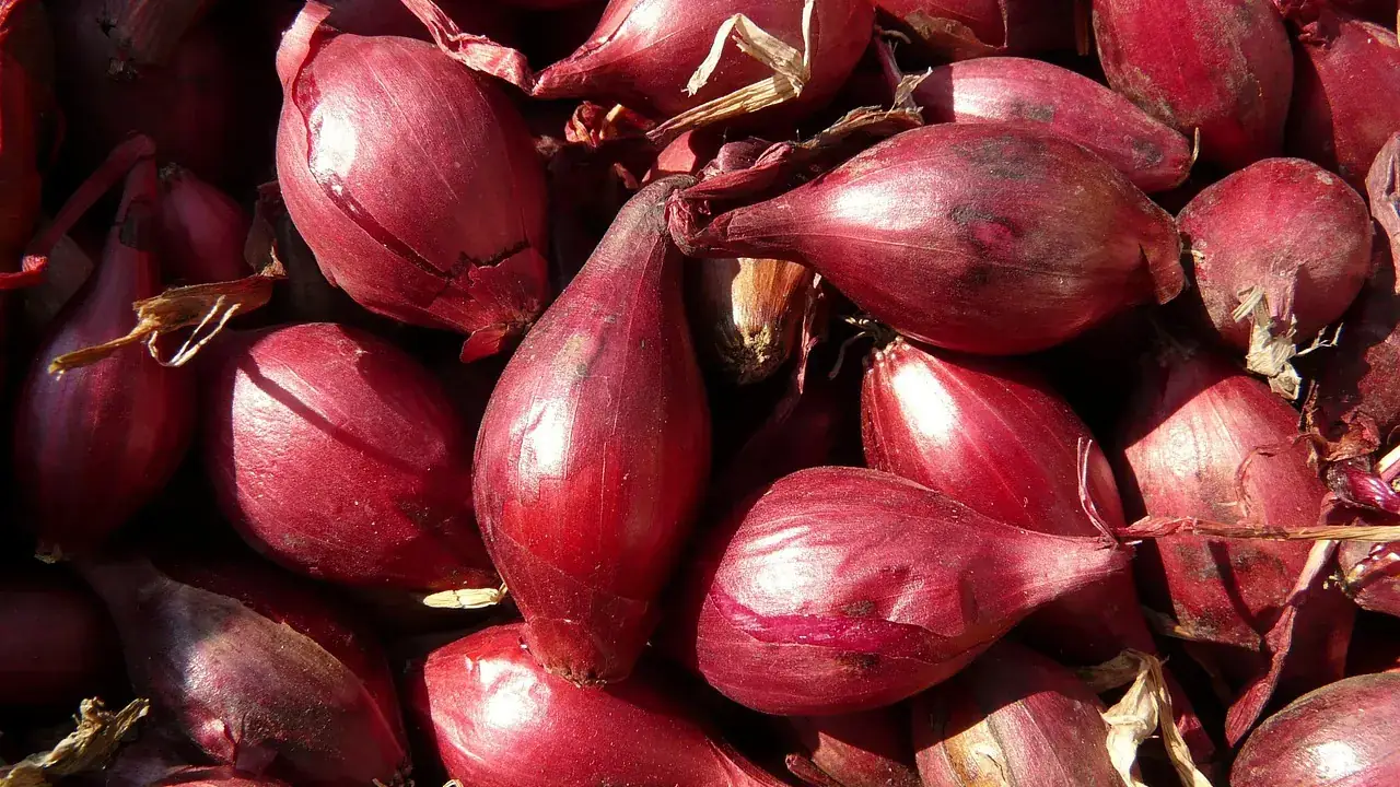 Ilustrasi bawang merah: Aplikasi Asam Humat untuk Memperbaiki Tanah Rusak Bawang Merah
