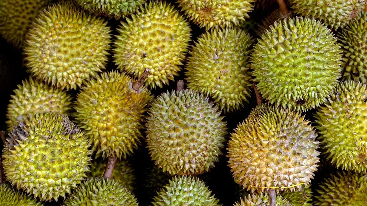 Ilustrasi durian: Mengatasi Kanker Batang Durian: Trik Mengobati Kulit Pohon Mengeluarkan Getah Merah
