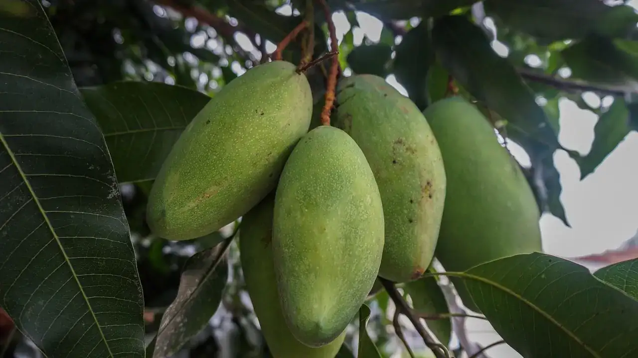 Ilustrasi mangga: Sortasi dan Grading Mekanik Buah Mangga Standar Pasar