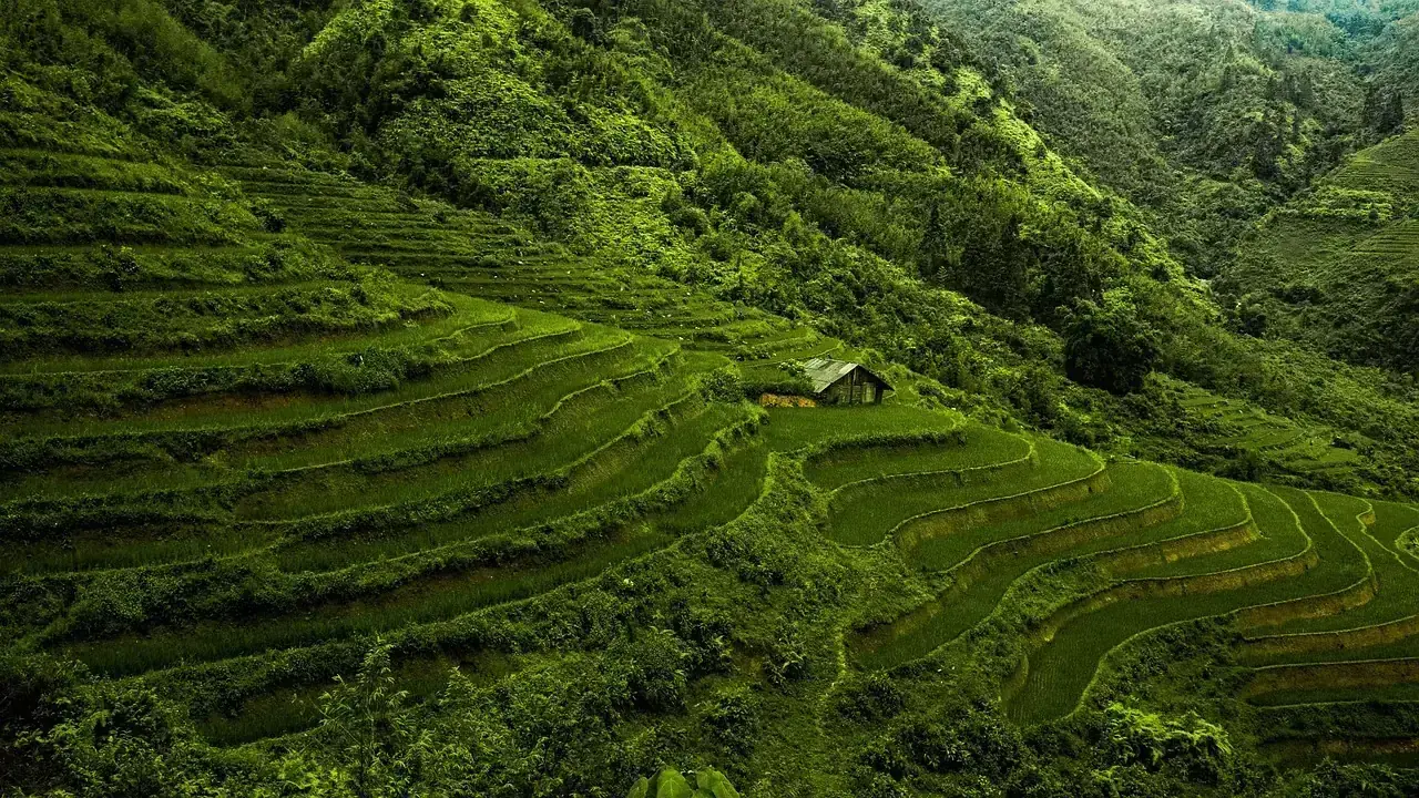 Ilustrasi agronomi panduan Analisis Titik Impas (BEP) Usaha Tani Padi Sawah Irigasi Teknis