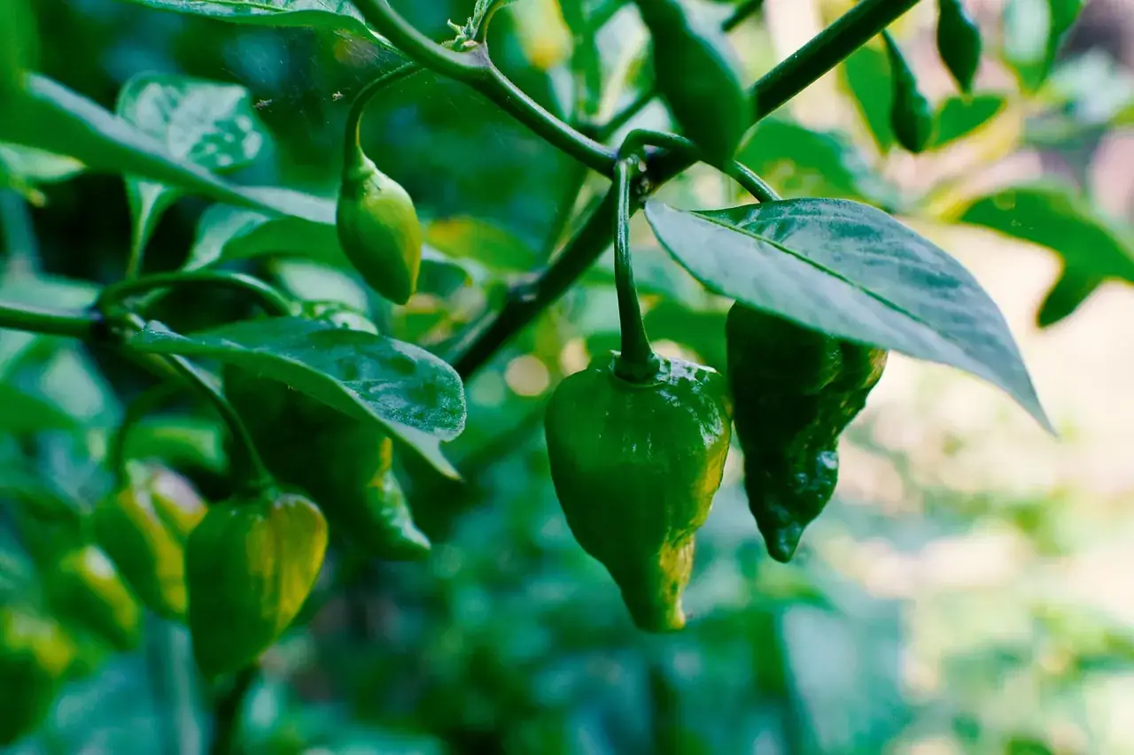 Pendampingan dan konsultasi agronomi langsung di kebun petani